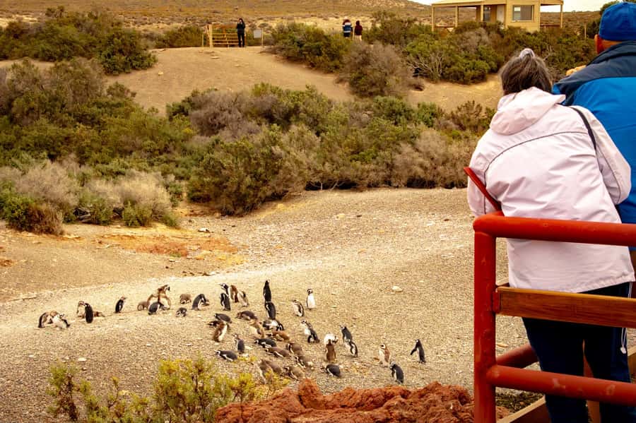 Puerto Madryn: Punta Tombo Walking Among Penguins Experience - Punta Tombo is the penguin walk that beats the usual wildlife tour formula