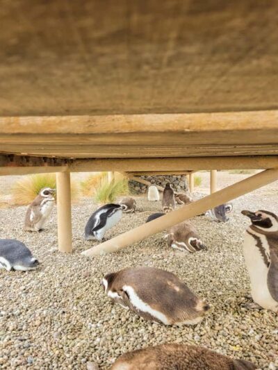 Punta Tombo Walking Among Penguins Experience