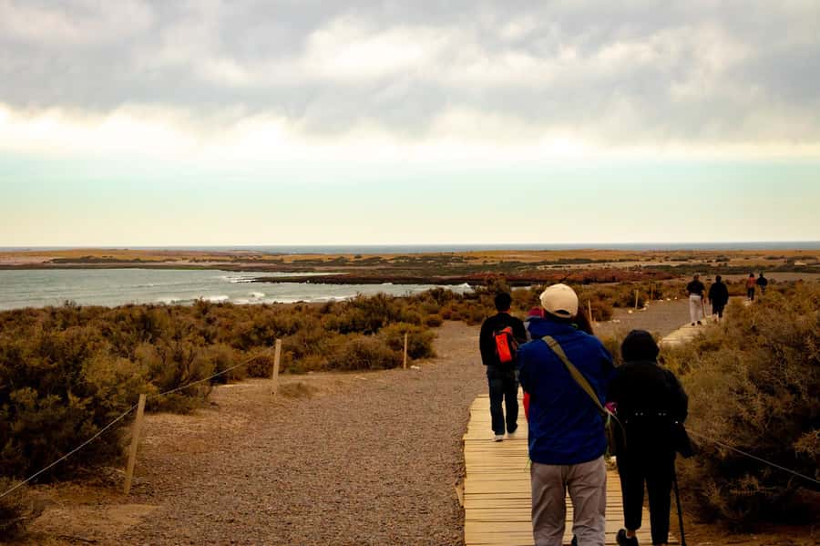 Puerto Madryn: Punta Tombo Walking Among Penguins Experience - Optional add-ons: museum time or dolphin watching at Playa Union