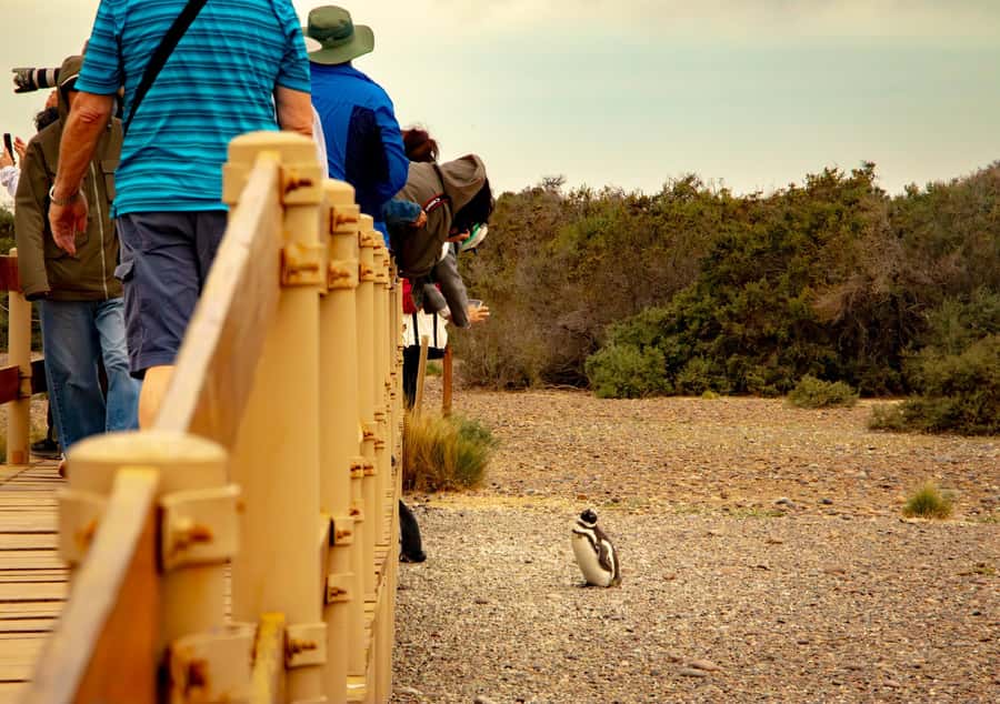 Puerto Madryn: Punta Tombo Walking Among Penguins Experience - Who this tour suits best, and who should think twice