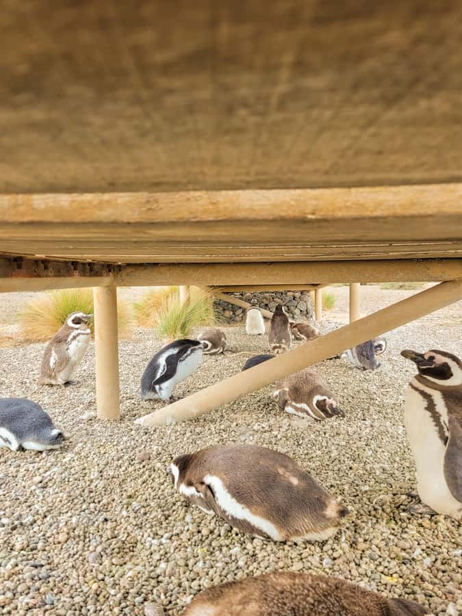 Puerto Madryn: Punta Tombo Walking Among Penguins Experience - Leaving Puerto Madryn: the ride, the photo stop, and how the day moves