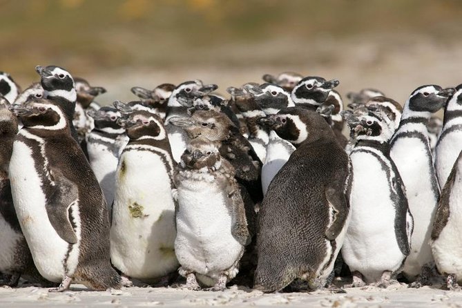 Puerto Madryn Shore Excursion: Private Day Trip to Punta Tombo Penguin Colony - Key Highlights Worth Your Time