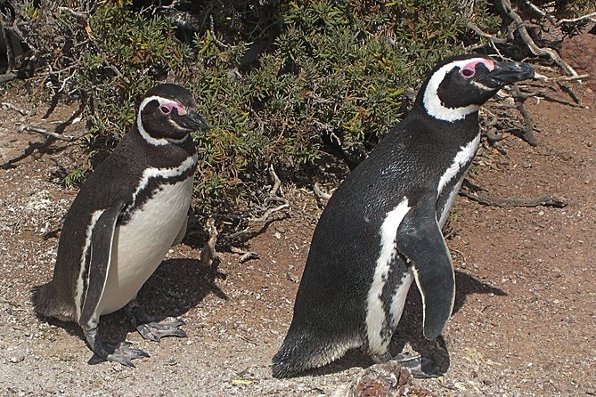 Puerto Madryn Shore Excursion: Private Day Trip to Punta Tombo Penguin Colony - Private Pickup in Puerto Madryn and the Long Patagonian Drive