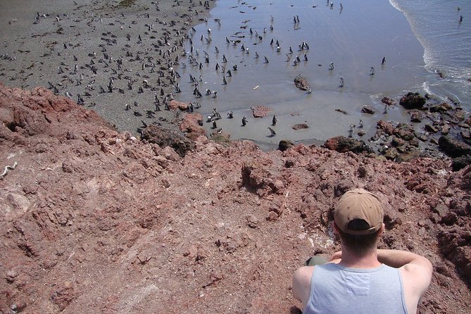 Puerto Madryn Shore Excursion: Private Day Trip to Punta Tombo Penguin Colony - The 3 km Beach Trail Walk: Easy Enough for Most, Strict Rules for the Penguins