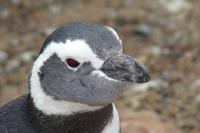 Puerto Madryn Shore Excursion: Private Day Trip to Punta Tombo Penguin Colony - Practical Tips So You Enjoy Punta Tombo More (Not Just See It)