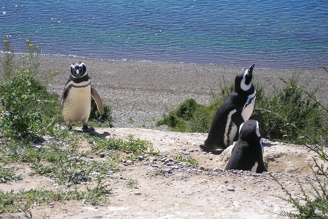 Puerto Madryn Shore Excursion: Private Day Trip to Punta Tombo Penguin Colony - Punta Tombo Penguin Colony: The 1979 Preserve That Holds About One Million Magellanic Penguins