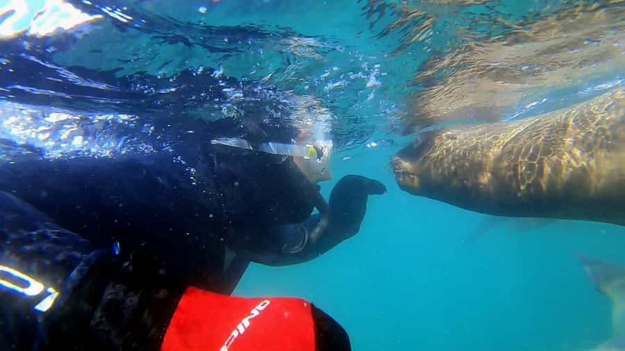 Puerto Madryn: Snorkeling Trip with Sea Lions - Getting to the start: Madryn Buceo and the “gear first” rhythm