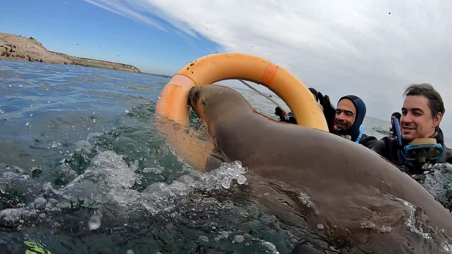 Puerto Madryn: Snorkeling Trip with Sea Lions - Snorkeling with sea lions: close, curious, and still wild