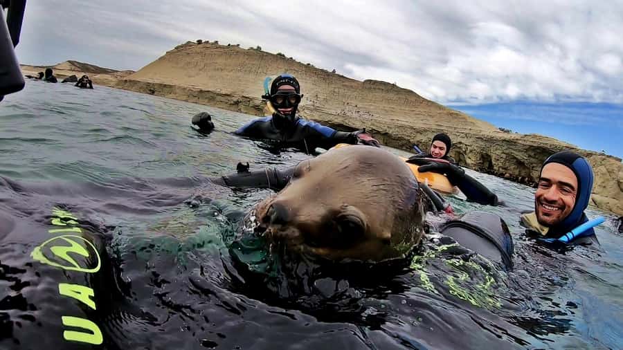 Puerto Madryn: Snorkeling Trip with Sea Lions - Who should book, and who should skip