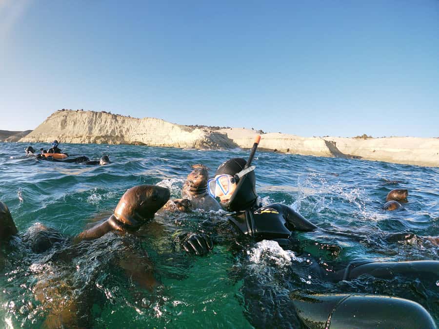 PUERTO MADRYN , SNORKELING WITH SEA LIONS - Key points to know before you go