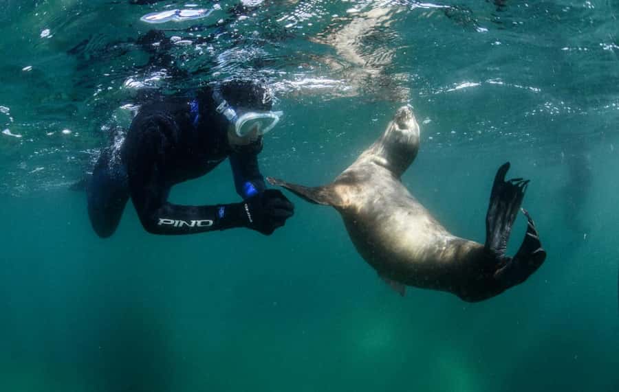 PUERTO MADRYN , SNORKELING WITH SEA LIONS - Snorkeling with sea lions: how the crew keeps it fun and responsible