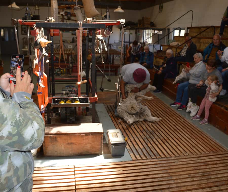 Punta Loma + Ranch Shore Excursion for cruise passengers - Sheep shearing show: wool tradition you can actually understand