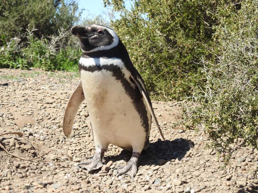Punta Tombo Cruise Shore Excursion - Walk among penguins - Key highlights worth planning for