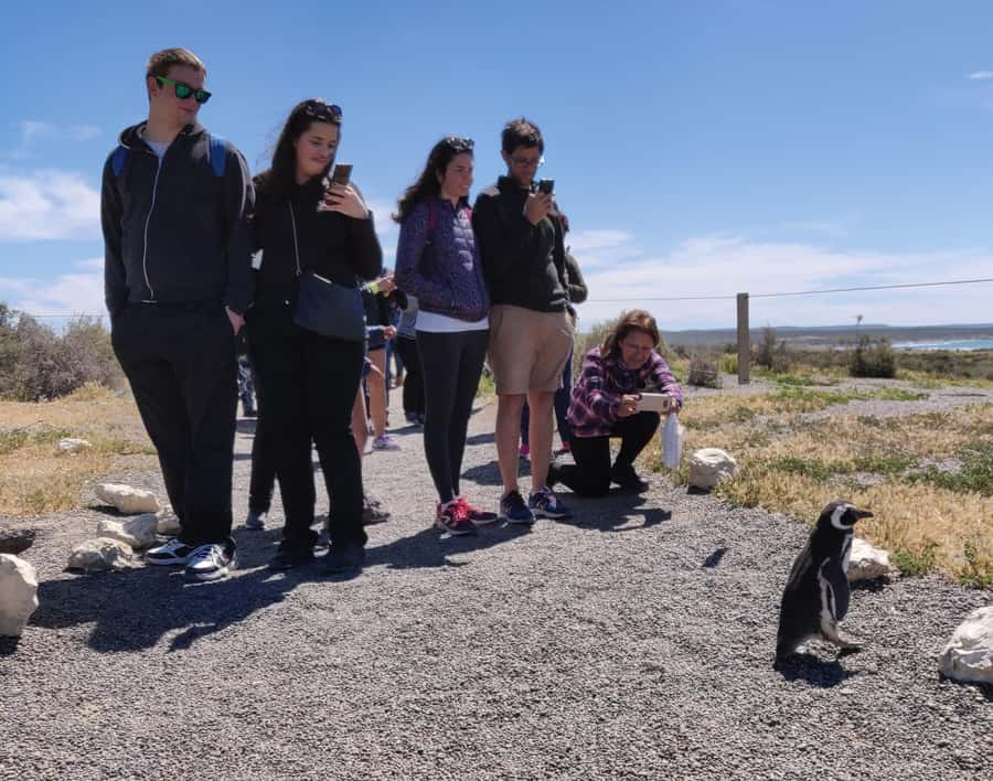 Punta Tombo Cruise Shore Excursion - Walk among penguins - Starting right at the pier: meeting points that actually work