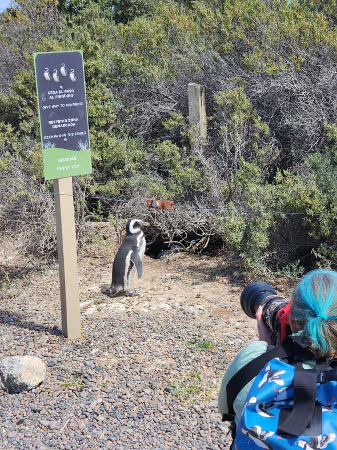 Punta Tombo Cruise Shore Excursion - Walk among penguins - The Puerto Madryn to Punta Tombo drive: plan for time, not surprises