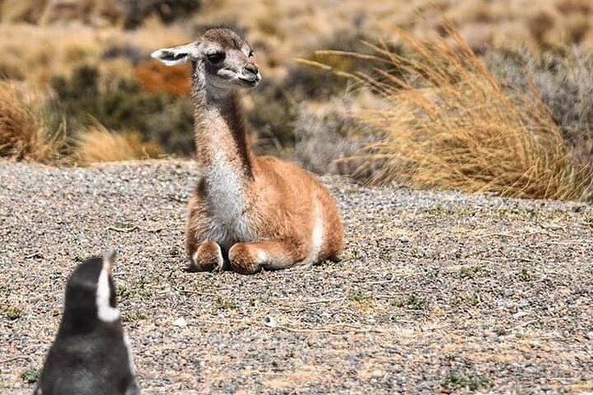 Punta Tombo Penguin Colony from Puerto Madryn with optional Toninas Watching - Key things to know before you go