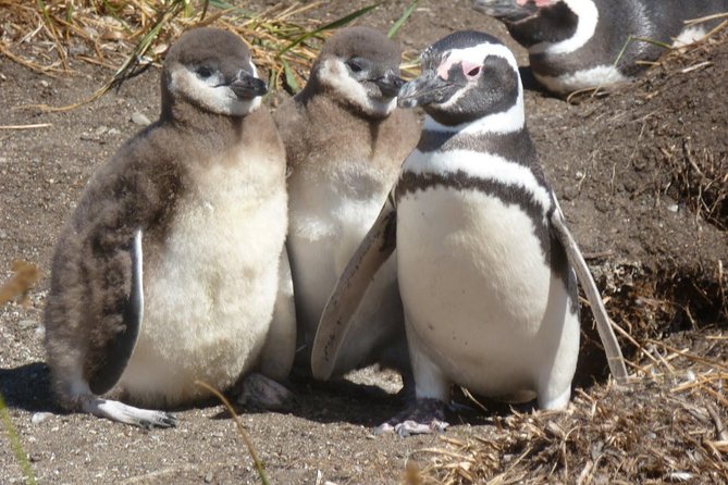 Punta Tombo Penguin Colony from Puerto Madryn with optional Toninas Watching - The full day schedule from Puerto Madryn (and why the timing feels tight)
