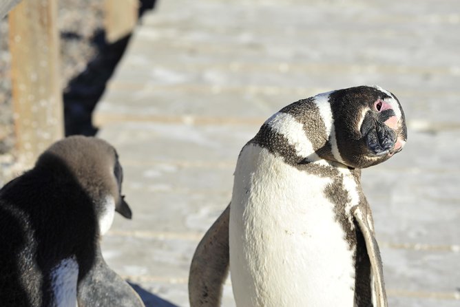 Punta Tombo Penguin Colony from Puerto Madryn with optional Toninas Watching - Rawson Port and Toninas watching: the optional payoff
