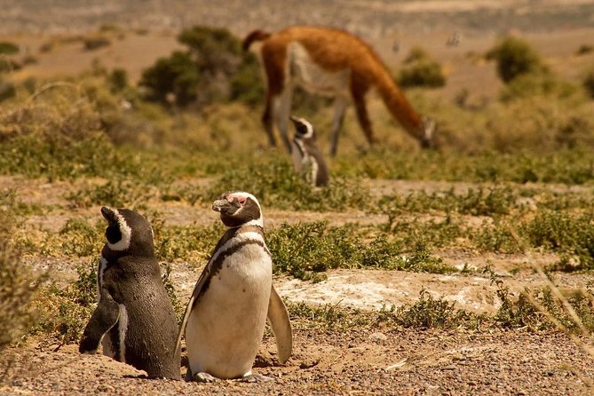 Punta Tombo Penguin Colony from Puerto Madryn with optional Toninas Watching - Price and value: what your $158 buys, and what costs extra