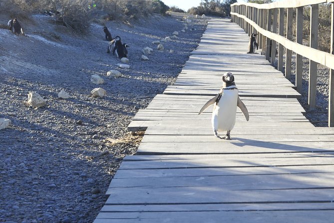 Punta Tombo Penguin Colony from Puerto Madryn with optional Toninas Watching - Who this trip suits (and who should think twice)