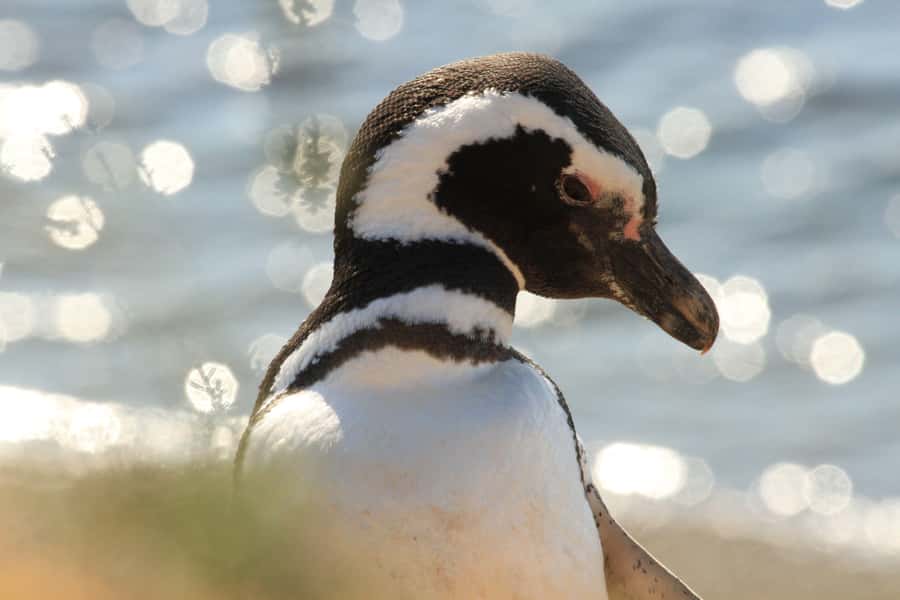 Punta Tombo Penguin Tour & Optional Tonina Watching - Key points before you go