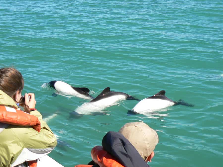 Punta Tombo Penguin Tour & Optional Tonina Watching - Why Punta Tombo and Toninas is a smart wildlife day from Puerto Madryn