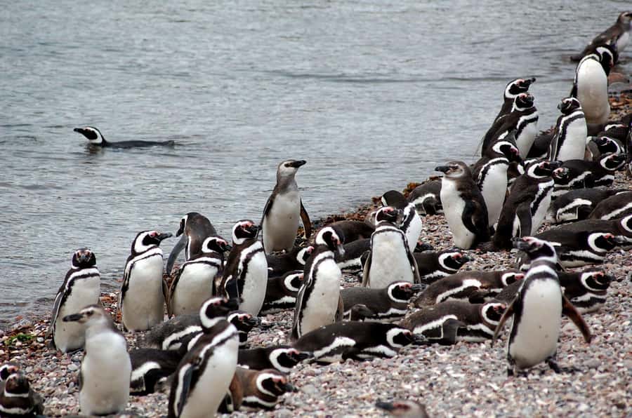 Punta Tombo Penguin Tour & Optional Tonina Watching - Puerto Rawson and Union Beach, the warm-up stop that sets up your wildlife scan