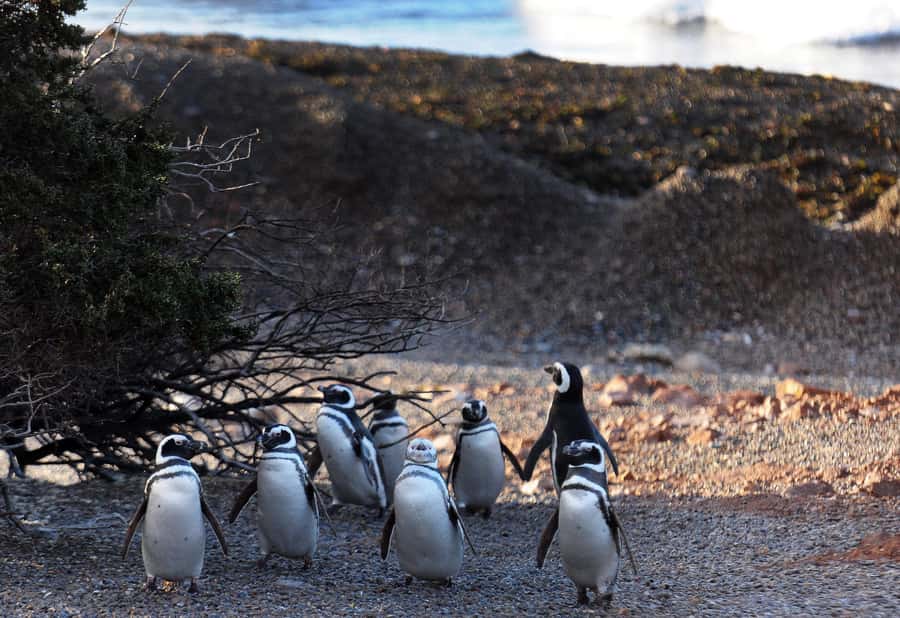 Punta Tombo Penguin Tour & Optional Tonina Watching - Toninas watching on a small boat, what makes it worth it
