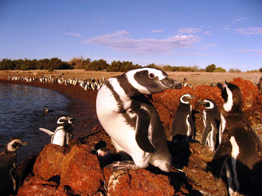 Punta Tombo Penguin Tour & Optional Tonina Watching - If Toninas does not work: the Gaiman Welsh colony option