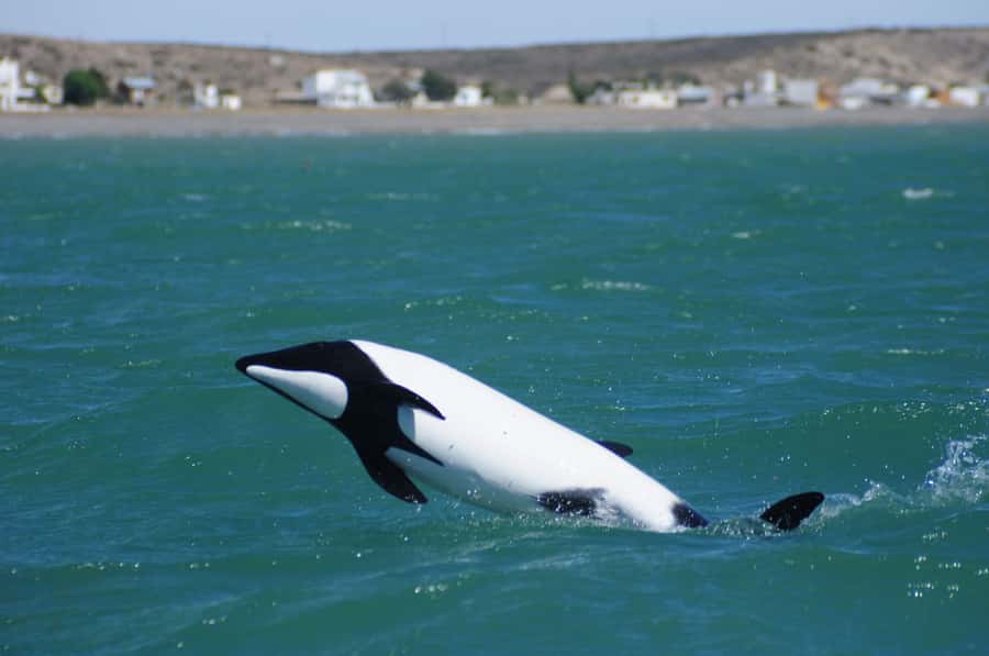 Punta Tombo Penguin Tour & Optional Tonina Watching - Guide quality and hotel transfers, the part that can make or break the day