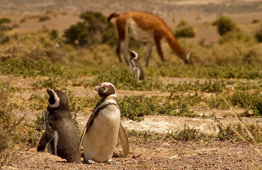 Punta Tombo Penguin Tour & Optional Tonina Watching - Price and value at $300 per person, is it fair?