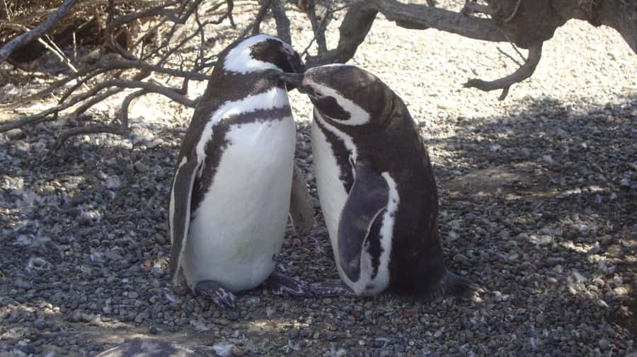 Punta Tombo Penguin Tour & Optional Tonina Watching - Your day at a glance, from 7:30am pickup to about 6:30pm back