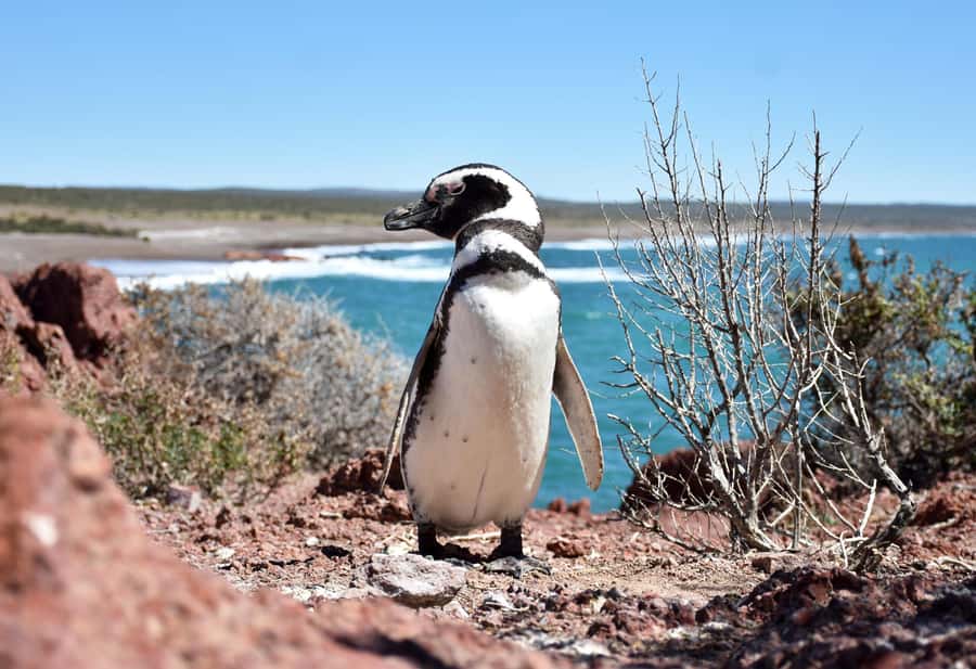 Punta Tombo Shore Excursion for Cruise Passengers + City - Price and What You Really Pay: The Park Entrance Fee Gap