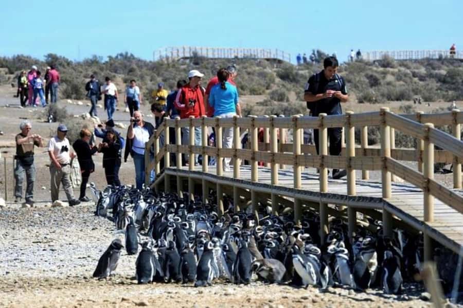 Punta Tombo Shore Excursion for Cruise Passengers + City - Cruise-Passenger Logistics That Make or Break the Day