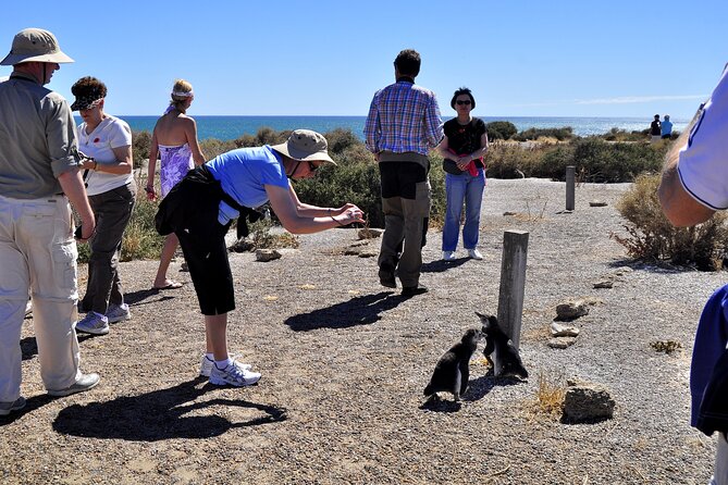 Punta Tombo Shore Excursion w/box Lunch(Shared tour for cruises) - How much walking you should plan for