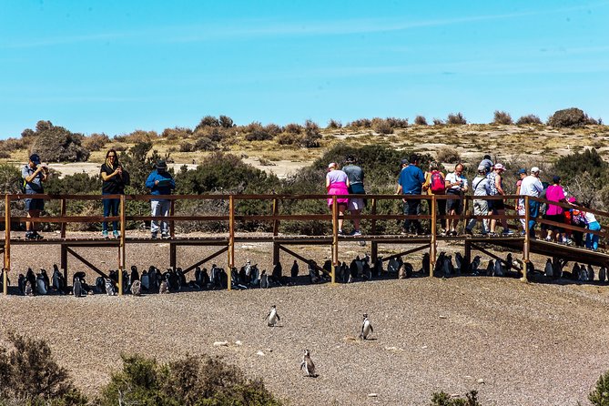 Punta Tombo Shore Excursion w/box Lunch(Shared tour for cruises) - Port timing and the small-group advantage
