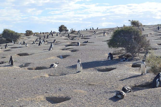 Punta Tombo Tour, the Penguin Experience - Punta Tombo Penguin Day Trip in Patagonia: What Makes It Worth Your Time