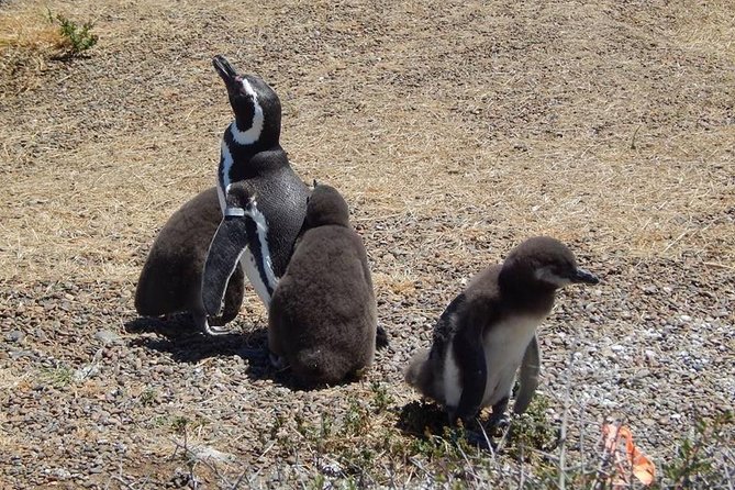 Punta Tombo Tour, the Penguin Experience - Punta Tombo Protected Area: Walking the Paths and Seeing the Colony Like a Pro