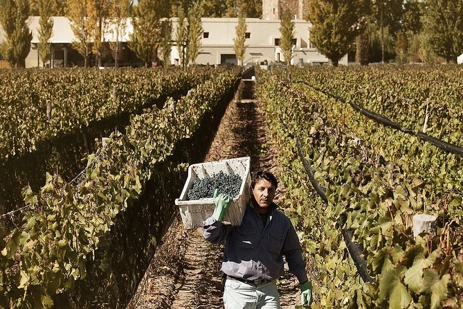 Renacer Winery Experience - Renacer in Luján de Cuyo: Tuscany-style bodega vibes in Mendoza