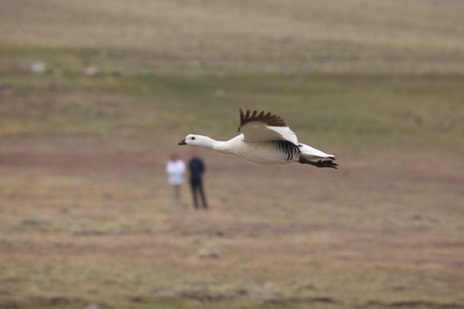 Safari Experience - Wildlife & Steppe - Off-road comfort and pacing: what to expect in the vehicle