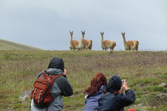 Safari Experience - Wildlife & Steppe - Price and value: what $175 buys you in the real world