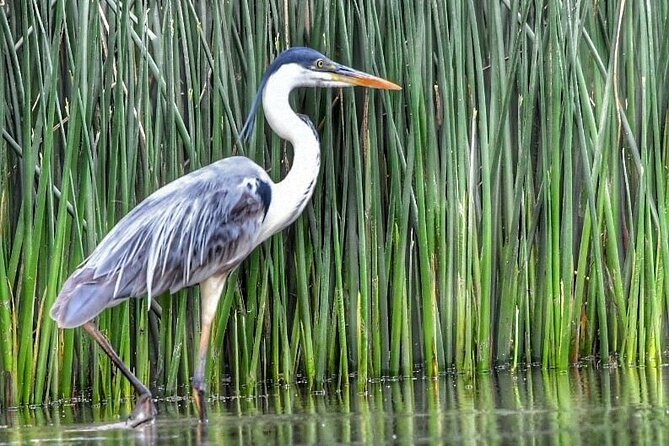 Safari náutico en tigre - Price and what $150 gets you for 4 to 5 hours