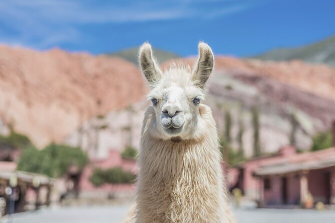 Salinas Grandes and Purmamarca Full Day Tour - Purmamarca: the town stop that makes the big sights feel real