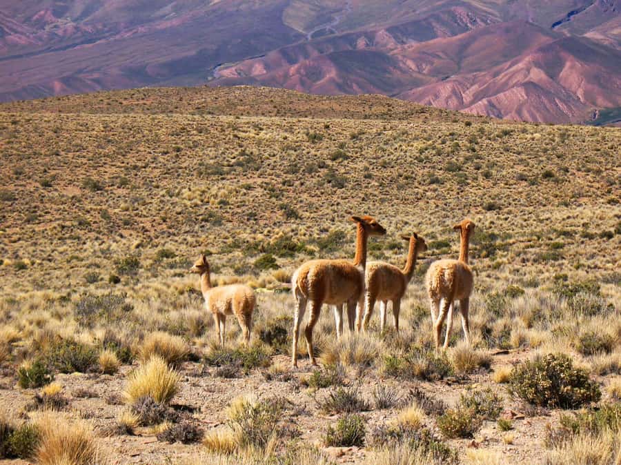Salta: Quebrada de Humahuaca and Purmamarca Day Trip - Why this Salta day trip hits the sweet spot between scenery and culture