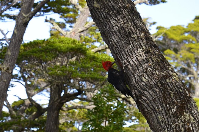 Shore Excursion - National Park Tierra del Fuego - Pickup, group size, and timing: the part you should watch closely