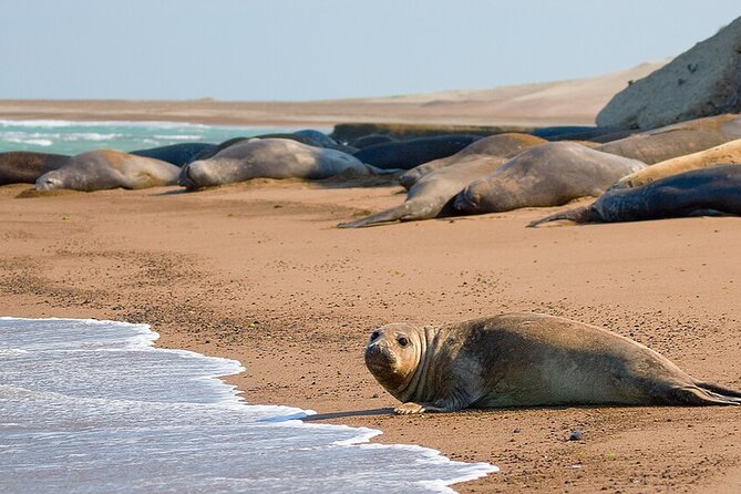 Shore Excursion PENINSULA VALDES Cruise Passengers - Key highlights worth knowing before you go