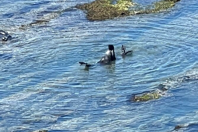 Shore Excursion PENINSULA VALDES Cruise Passengers - Puerto Pirámides short tour: calm bay, seal colony area, and Las Cuevas