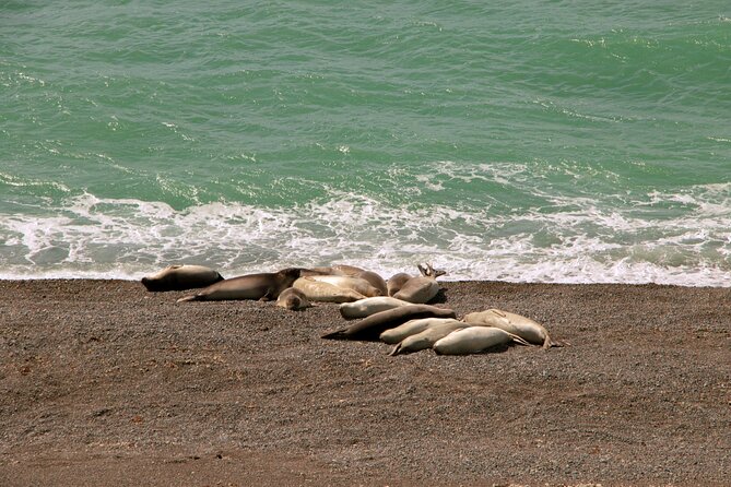 Shore Excursion Peninsula Valdes cruise passengers Puerto Madryn - Stop-by-stop: what each part of the day feels like