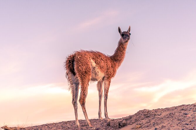 Shore Excursion Peninsula Valdes or Punta Tombo - Private Car - Private Car and Your Guide: Why Small-Group Days Feel Easier