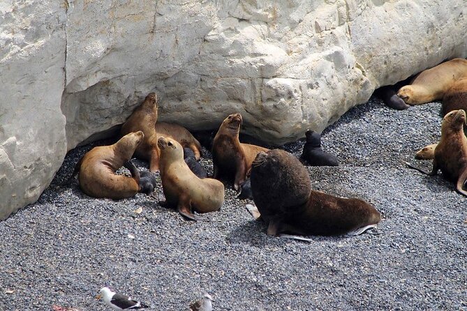 Shore Excursion Punta Loma Sea Lions Reserve Including Puerto Madryn City Tour - Punta Loma and Puerto Madryn in Two Hours, the Practical Way